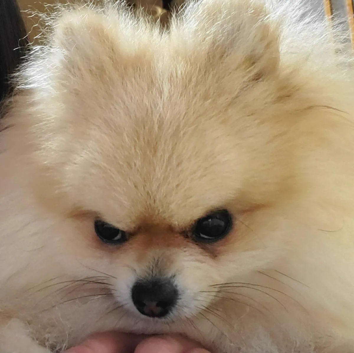 目つきが鋭いポメラニアン！？完全に殺る気満々な顔ｗｗ