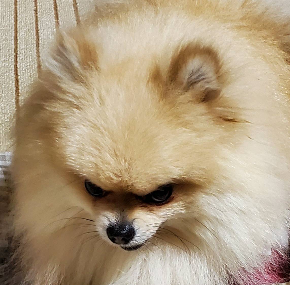 嫁の実家のポメラニアンの目付きが鋭すぎて完全に殺る気満々な面している Wantedって貼り紙されてそう そのスジのイッヌ Togetter