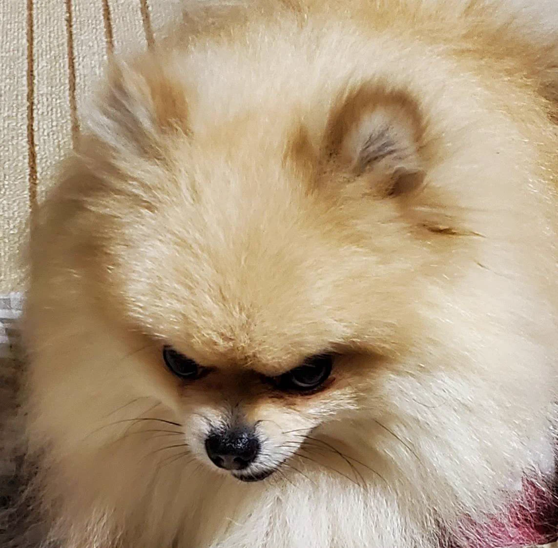 目つきが鋭いポメラニアン！？完全に殺る気満々な顔ｗｗ