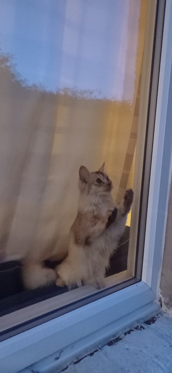 SulaRoss's tweet image. By "we" I obviously mean...

#batwatch