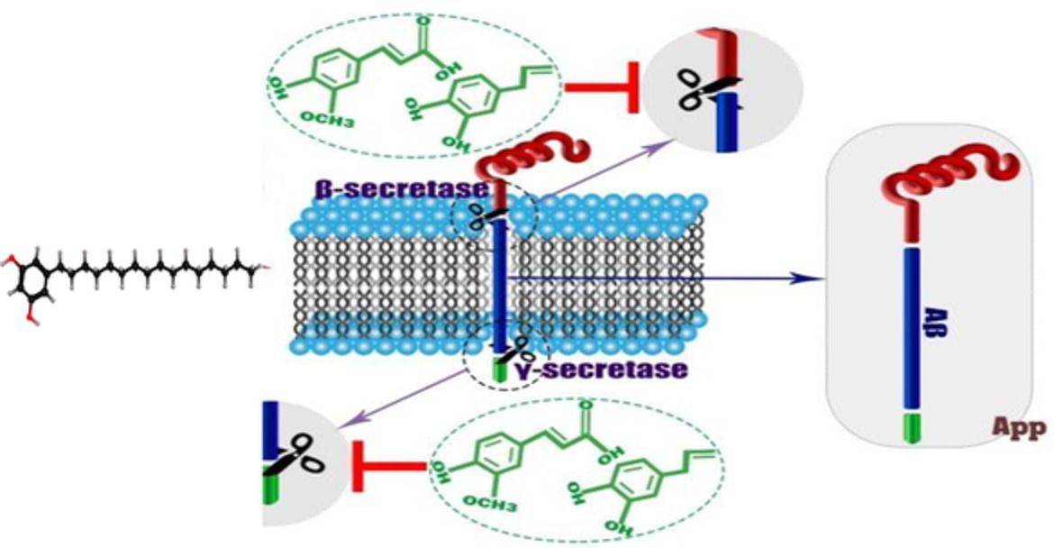 AOCSHN's tweet photo. Odd chain fatty acids and odd chain phenolic lipids (alkylresorcinols) are essential for diet. Farah Hosseinian and co-authors from Carleton University, Canada review the evidence and describe the mechanisms. Read their review in #JAOCS: https://t.co/3vZ0yBeA7J https://t.co/mrcFZszmkT