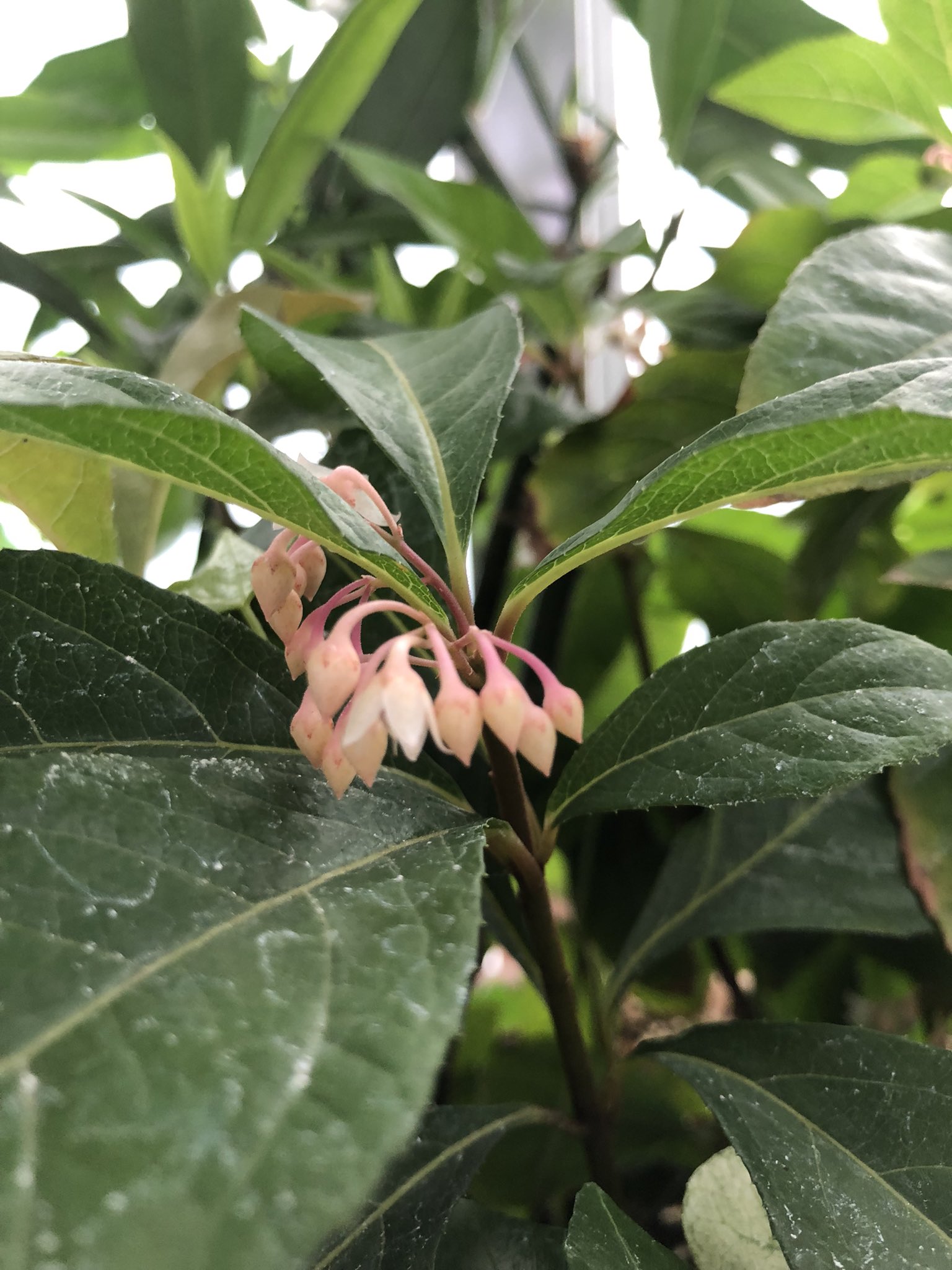 ゆーちゃんねる植物男子 おはようヤブコウジ ヤブコウジの花がつくと 今年もあと半年だなって感じる 早い 観葉植物のある暮らし ヤブコウジ ヤブコウジの花 十両の花 T Co Pvyifomjwi Twitter