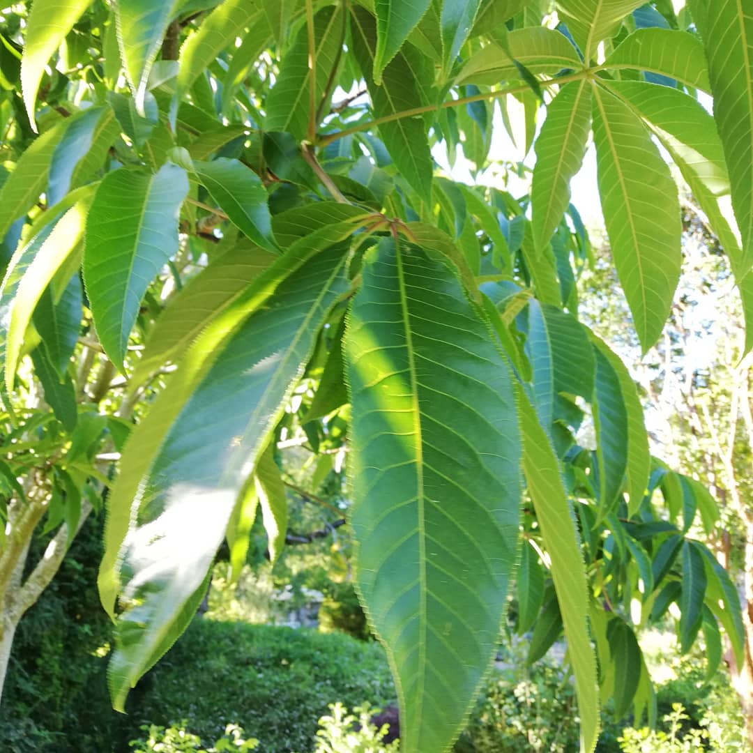 spiraeatim's tweet photo. Aesculus wangii in flower @Ness_Gardens
A rare species from South-Western China and northern Vietnam, this was the first plant known to have flowered in cultivation https://t.co/xNFxbNsWwA