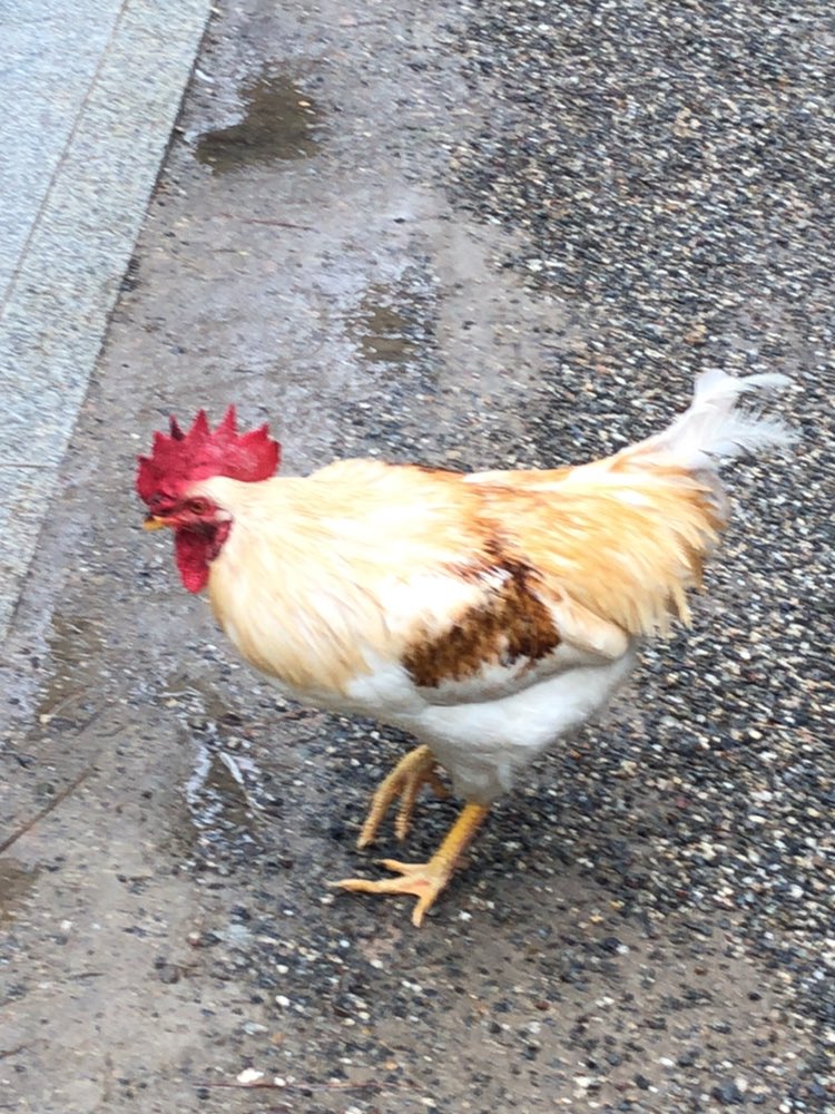 ぴあり 熱田神宮の鶏さん ああーっ もふもふしたいっ 熱田神宮 鶏 ニワトリ 鳥 神宮前 神社 愛知 T Co Gzagabu1du Twitter
