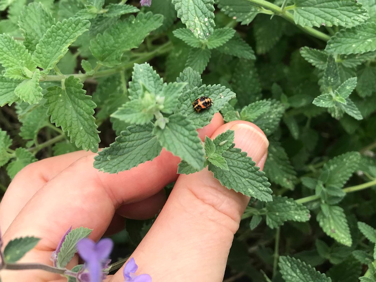 OPS_Science_Lab's tweet image. New blog post: It takes a community opssciencelab.weebly.com/blog-whats-new