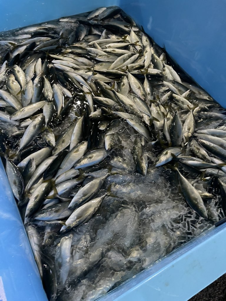 魚市場 魚市場