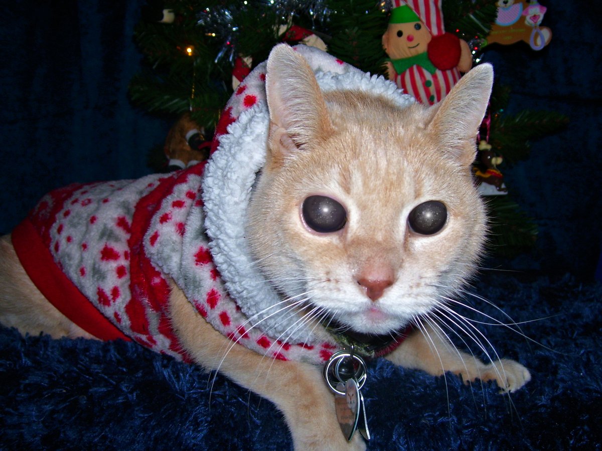 BobKatLittleCub's tweet photo. 🙏🏽~Leo Needs Prayers~🙏🏽 
Take a last look of Leo with eyes. He had an accident trying to get on the bed, and he ruptured his left eye.😭His doctor will be removing both eyes on Friday due to his glaucoma. He is old and needs prayers to get through this... Thank you, BobbyKat https://t.co/SVCPb9eEnp