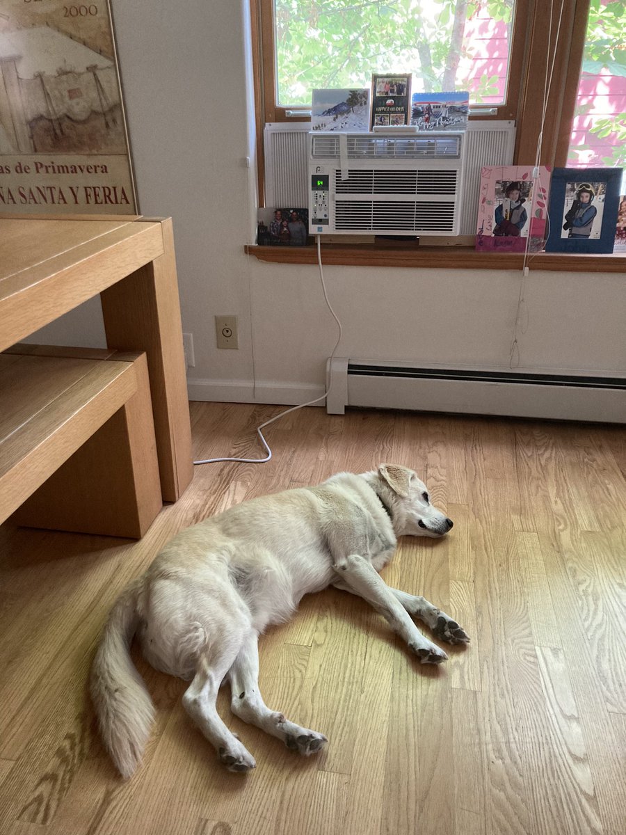 BrodyGraduate's tweet photo. Best place to relax under a heat dome is under your new air conditioner. ๐ถ โ๏ธ๐ก #hotdog #iLoveAC #heatwaves https://t.co/CmSmQM73xs