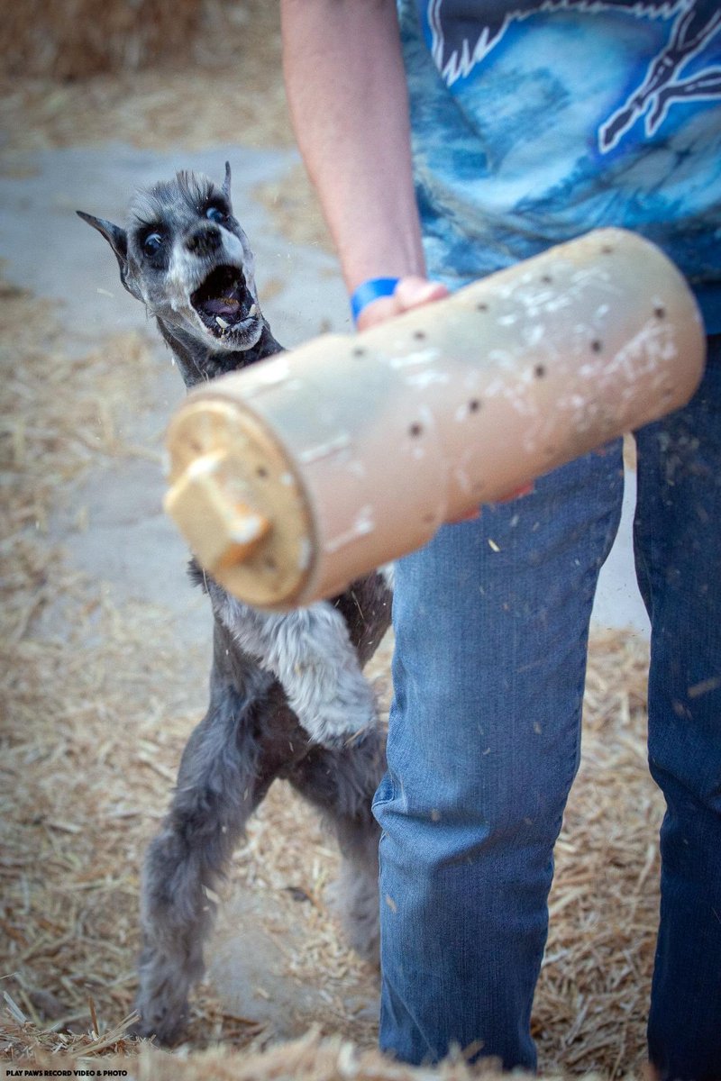 AMSC_schnauzer's tweet photo. RAT!!! #SchnauzerGang #Schnauzer #dogs #dogsoftwitter #dogsofinstagram #showdog #performancedogs https://t.co/zENSKsyaTy
