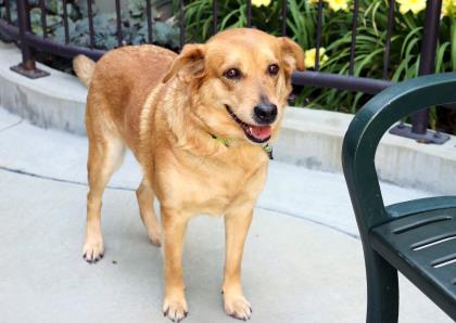 AntiCruelty's tweet photo. When 1 or 2 isn't enough!! Then Bella, Chanel and Coco, the easy going triplets, are all one needs! These bonded sisters would love a mellow home with a yard where they can settle in with you! #adopt https://t.co/LFzB7D253b, https://t.co/RbtX1St2W9 &amp; https://t.co/nMw6s5pw2D https://t.co/8DL0oW7Eq8