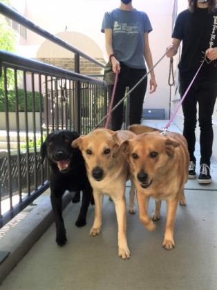 AntiCruelty's tweet photo. When 1 or 2 isn't enough!! Then Bella, Chanel and Coco, the easy going triplets, are all one needs! These bonded sisters would love a mellow home with a yard where they can settle in with you! #adopt https://t.co/LFzB7D253b, https://t.co/RbtX1St2W9 &amp; https://t.co/nMw6s5pw2D https://t.co/8DL0oW7Eq8