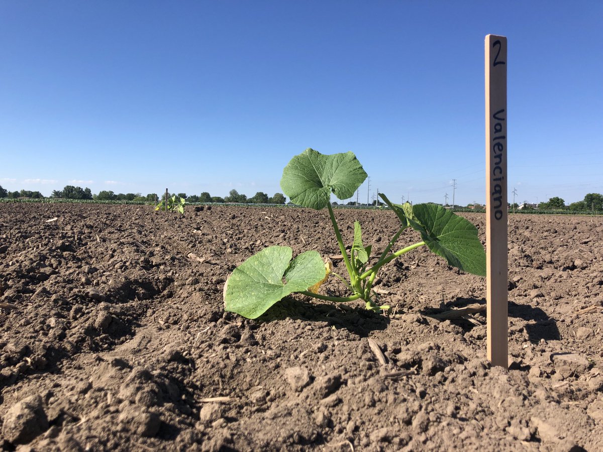 talkingrootworm's tweet photo. Rootworm Crack. Did you know that #rootworms are incredibly responsive to the bitter compounds produced by plants in the squash family? Today we planted a field full of squash as part of a new study to explore those responses from the plant and insect perspective. https://t.co/qSGP9gd1Yn