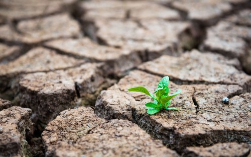 BioFloraGlobal's tweet photo. Humega®, our enhanced humic acid, is a carbon-rich, microbially advanced product that improves the health of soil and the growing environment.  #bioflora #natureknowsbest #experiencematters

https://t.co/9GBSHZdLIv https://t.co/EBu09eAPve