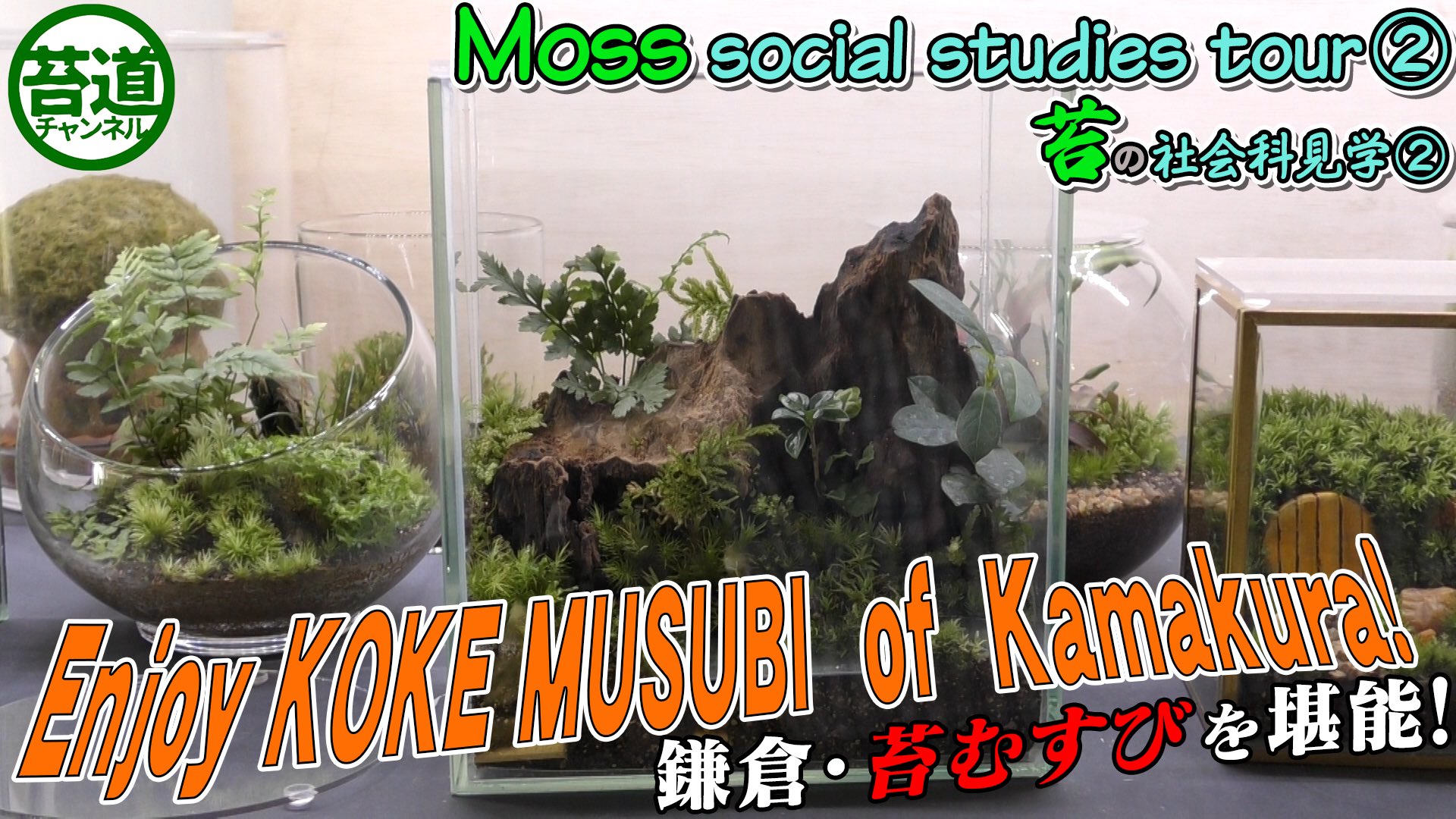 石倉良信 本日の苔youtube 苔道チャンネル は 英語版 苔の社会科見学 2 です 鎌倉で 苔むすび を堪能しています 最近はこの 英語版 香港 韓国 シンガポールだけでなく スイスでも視聴されていて とても嬉しいです 是非 苔 コケ