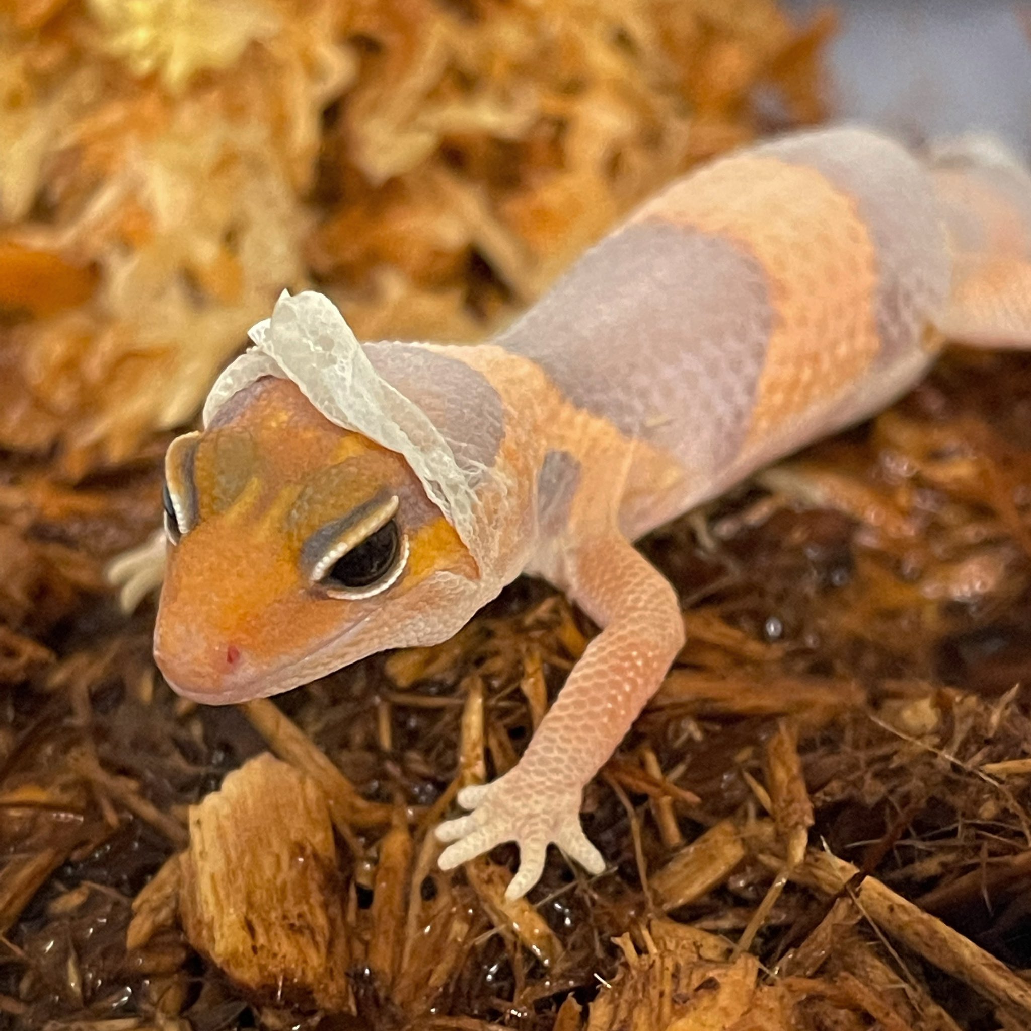 Ever Evolving Exotic on Twitter "Did you know that a lot of geckos