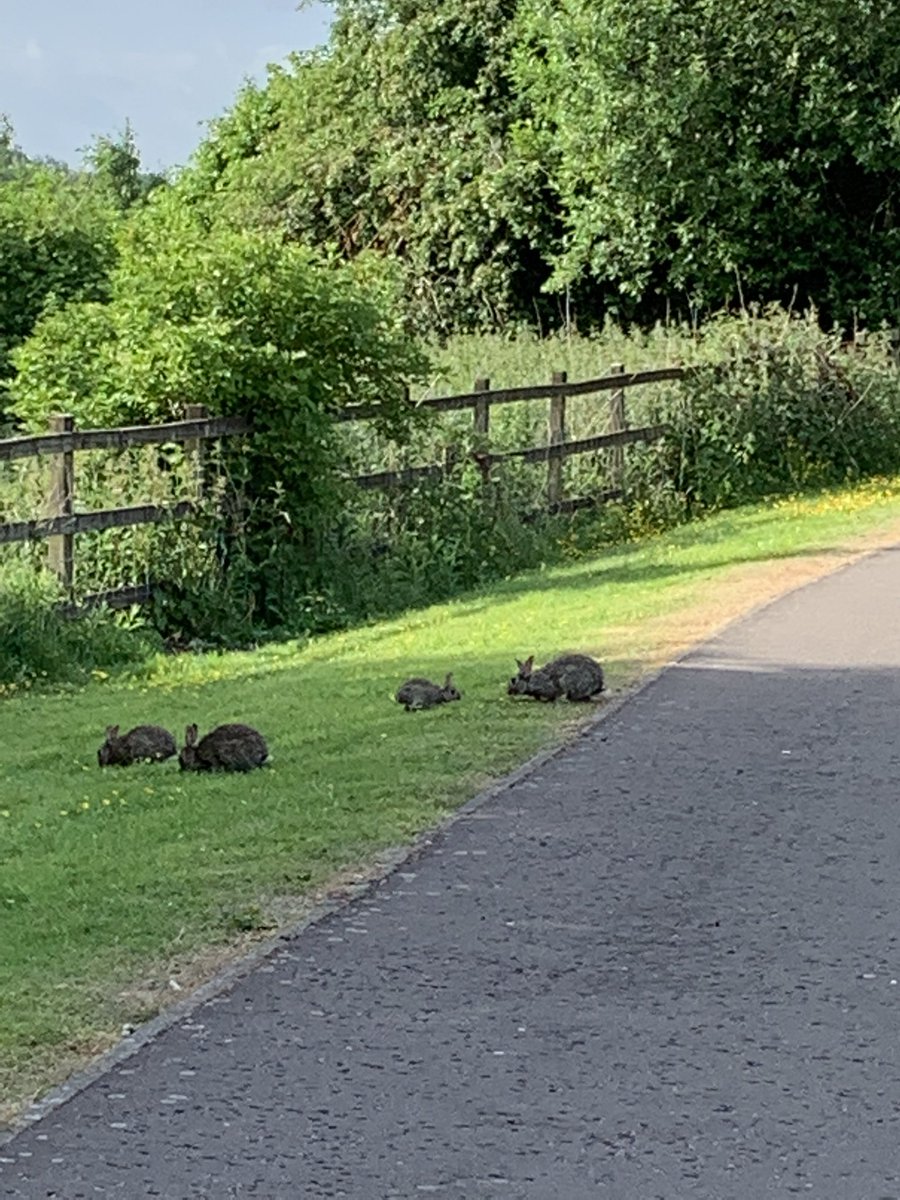 Annpaterson19's tweet photo. How it started… lovely morning walk… met some bunnies 🐰… how it’s going…. Relaxing in the garden🍹#notaschoolnightforus #ginisdelish 😋😜 https://t.co/GTYnNv77HW