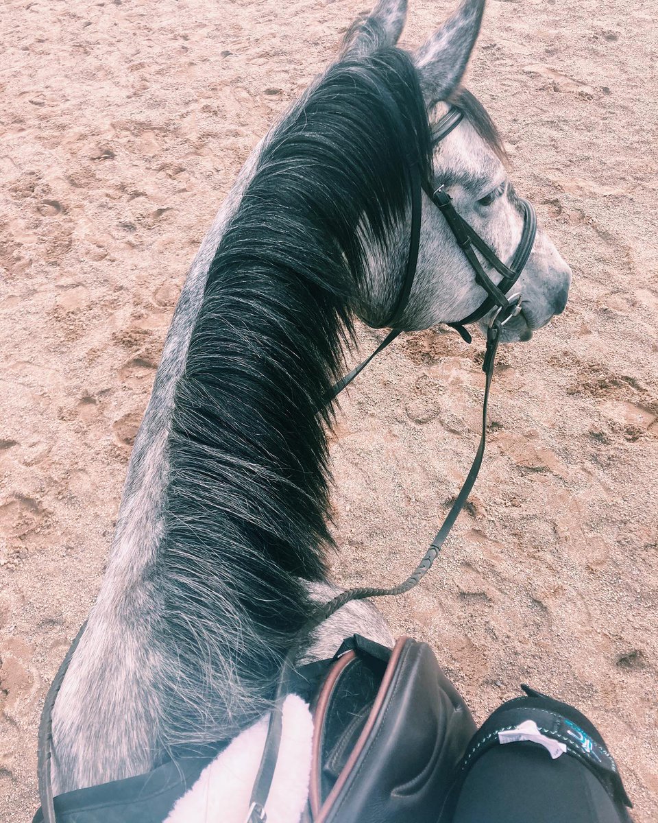 Пин от пользователя theisabellle на доске Horse | Фотографии лошадей,  Конкур, Выездка лошадей, image size:960x1200