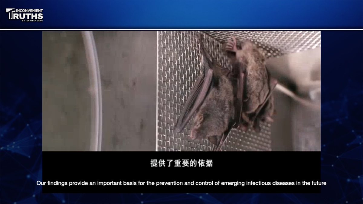 Bombshell evidence! World exclusive! I unearthed & translated into English a video about #Wuhan P4 lab, which can prove that they had live bats in the lab. Sky News showed a little bit of the video. I found the whole thing, 11 minutes.