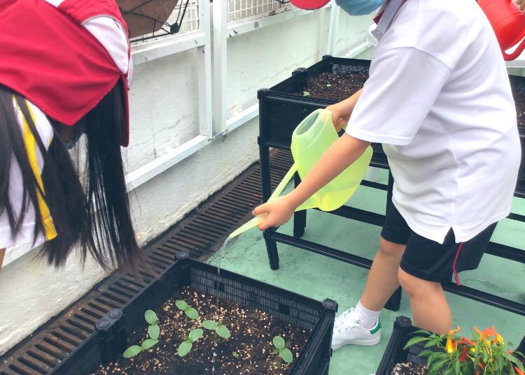 anfield_schhk's tweet photo. #Year5 has had a busy Summer Term exploring their topic, ‘Grow Green in the City.’ After exploring #SustainableFarming in urban environments, they created and maintained their own farm on our school playground
#AnfieldSchoolHK #HongKongSchools @teach_MissR @anna_gilchrist @WWF https://t.co/LrIk8nS0q8
