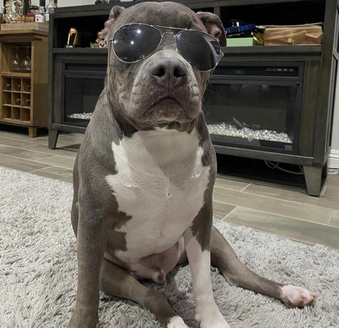 animalfndlv's tweet image. Junior then ---&amp;gt; Junior now 🥺

#howitstartedvshowitsgoing #theanimalfoundation #shelterdog