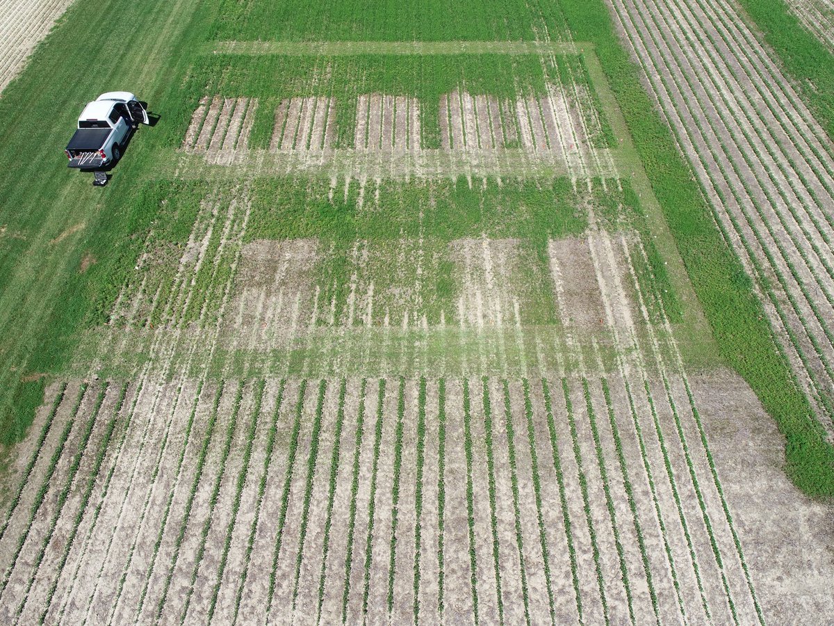 Our herbicide demonstration plot featuring <a href="/PioneerSeeds/">Pioneer Seeds U.S.</a> high yielding E3 soybeans and #EnlistHerbicide is starting to take shape for July field days. Looking at program approach, nozzles, carrier volume, more application flexibility. Lots of waterhemp and Enlist is doing work!