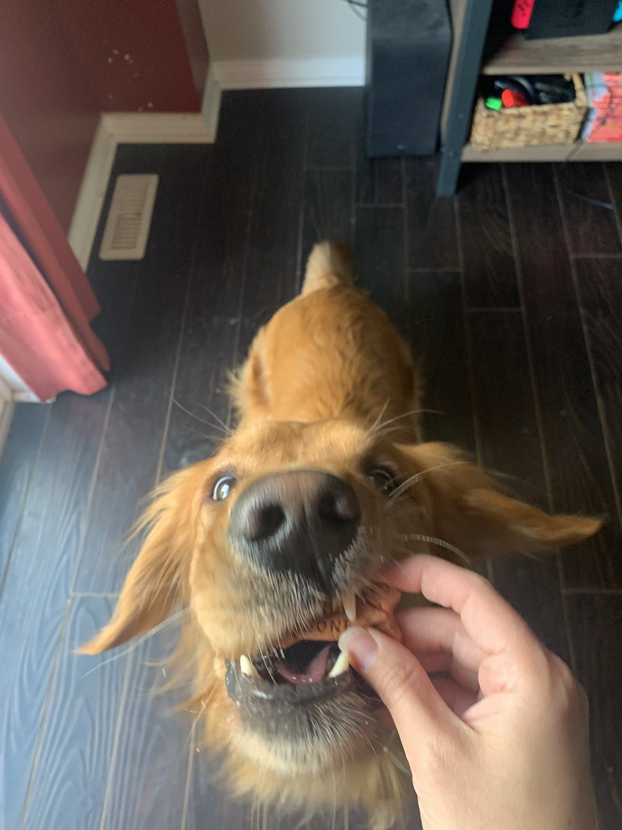 at Mapleview we’re big on our furry friends and it was so cute our managers included them in #tdeaw <a href="/RinaDegrazia/">Rina DeGrazia</a> <a href="/NigelSamaroo2/">Nigel Samaroo</a> @KerryPeacock_TD <a href="/TaraLynnH_TD/">Tara-Lynn Hughes</a>