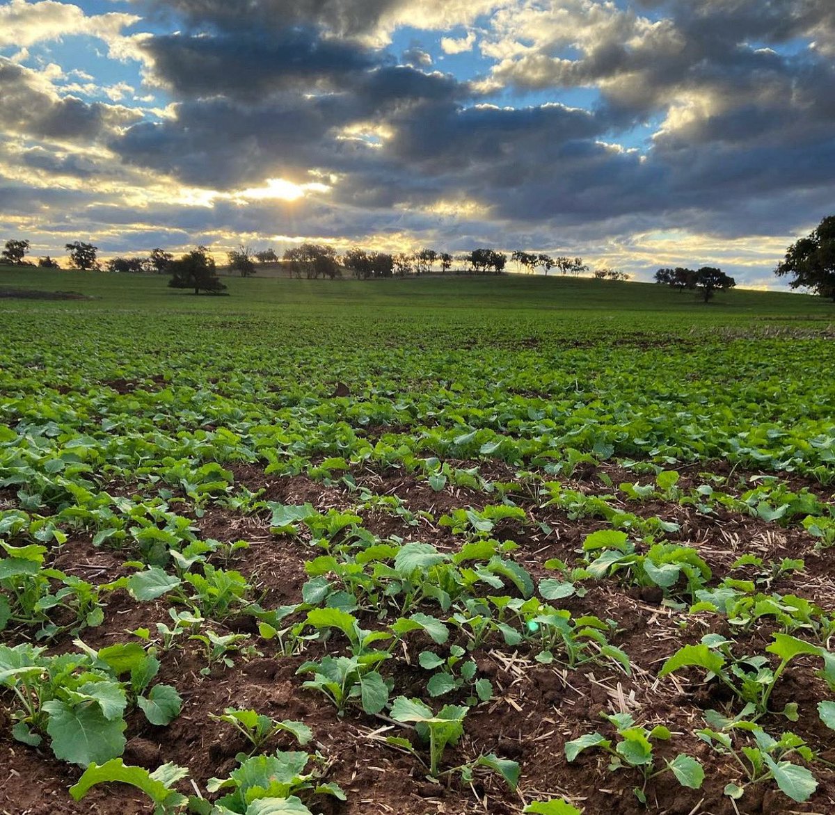 Canola inspection after a drink. How is yours looking after this welcome rain? #ausag #canola #AgricultureAustralia