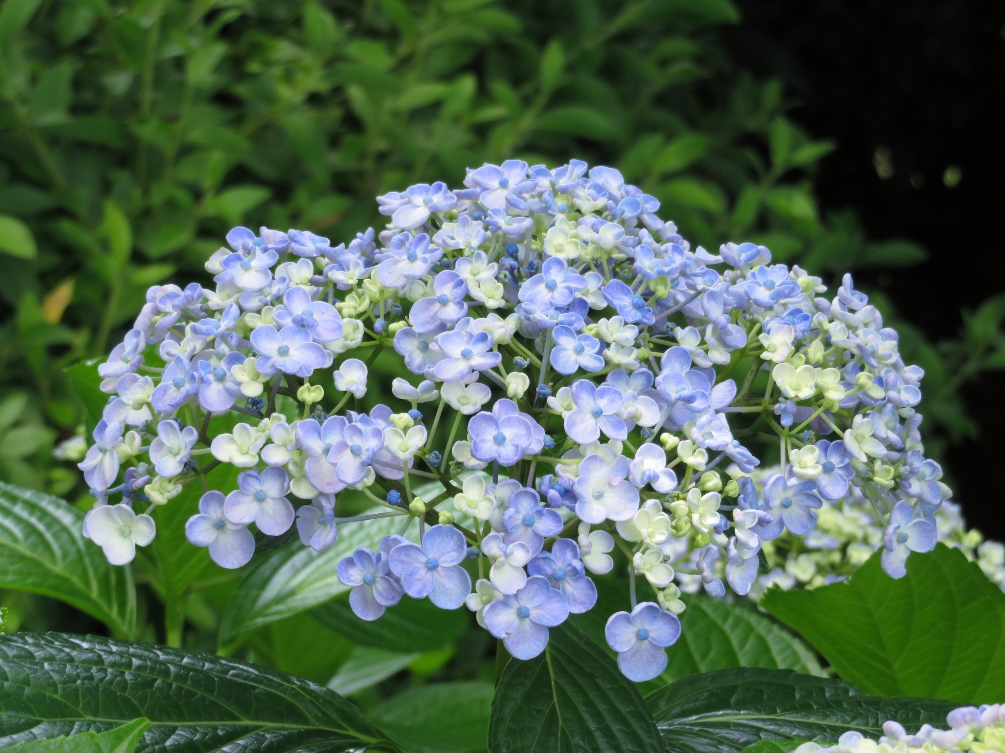 コトリ おはようございます オタフクアジサイ 今日も素敵な一日を お多福紫陽花 渦紫陽花 Tlを花でいっぱいにしよう Flower Photography T Co Fte2wc8hws Twitter
