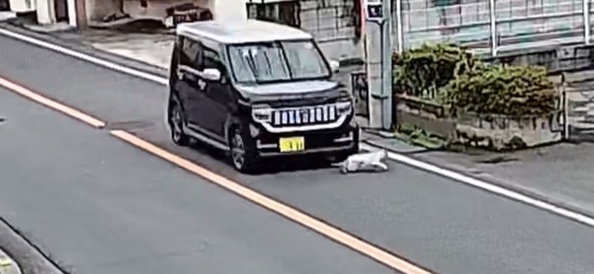 しまこにゃん 拡散rt希望 拡散希望 ひき逃げ 交通事故 犯人探し 車のナンバーは111 猫