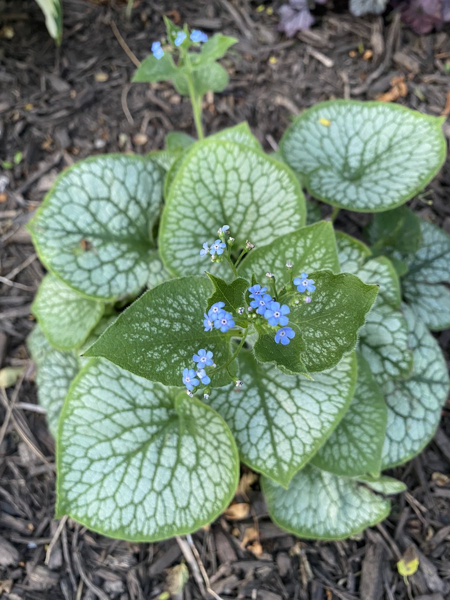 #whatsbloomingwednesday ? Jack Frost #brunnera , that’s what! A beautiful shade foliage plant with a delicate blue #flower. 
#garden #gardening #gardener #shadegarden #perennialgarden #zone6 #zone6a #zone6garden #zone6garden #gardenlife #gardenlove #kansasgarden #mygarden