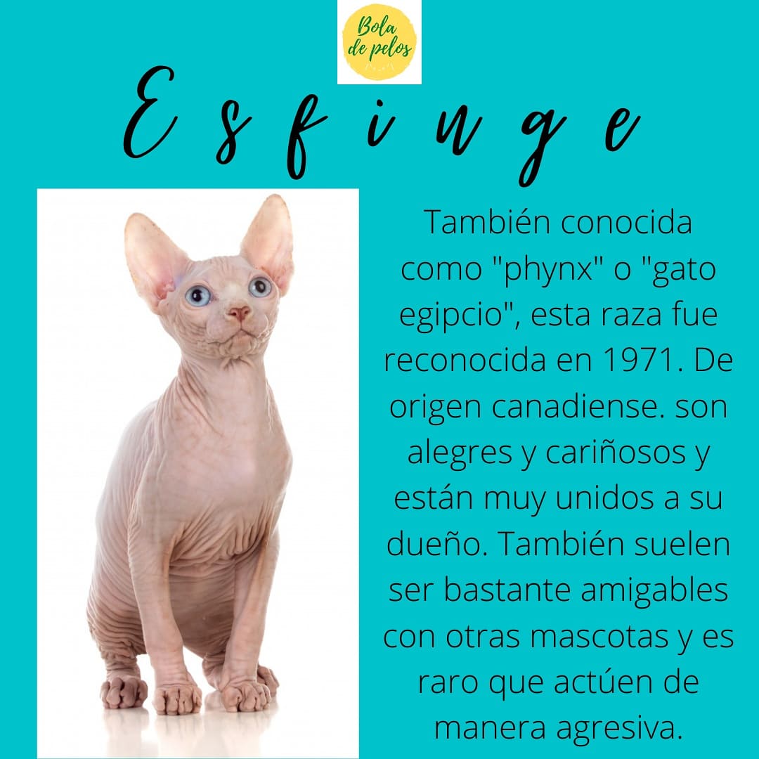 boladepelosof's tweet photo. Con ustedes... La raza Esfinge!!! 🐈😺😺😺
#boladepelos #razasdegatos #esfinge #phynx #gatoegipcio #gato #gatos #gatitos #gatosmexico #gatosfelices #catslovers #CatsOfTwitter #mascota #mascotas #mascotasfelices #felinos #felinoslindos #michis #mundoanimal #minino #mininos #GDL https://t.co/ZLCzbOtMU8