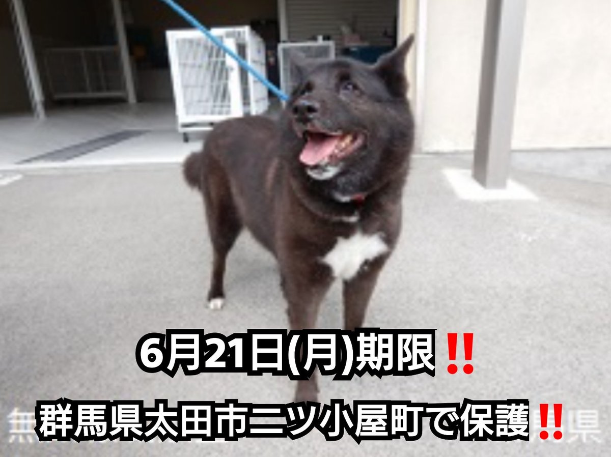 ろくねこ S Tweet 6月21日 月 期限 群馬県太田市二ツ小屋町で保護された 革製赤い首輪を付けた黒白毛の雑種犬くん 8才くらいの中型の男の子です 拡散希望 オス 動物愛護センター収容犬 迷子犬 迷い犬 探し犬 6月14日保護 Trendsmap ろくねこ S Tweet 6月21日 月 期限 群馬県太田市二ツ小屋町で保護された 革製赤い首輪を付けた黒白毛の雑種犬くん 8才くらいの中型の男の子です 拡散希望 オス 動物愛護センター収容犬 迷子犬 迷い犬 探し犬 6月14日保護 Trendsmap