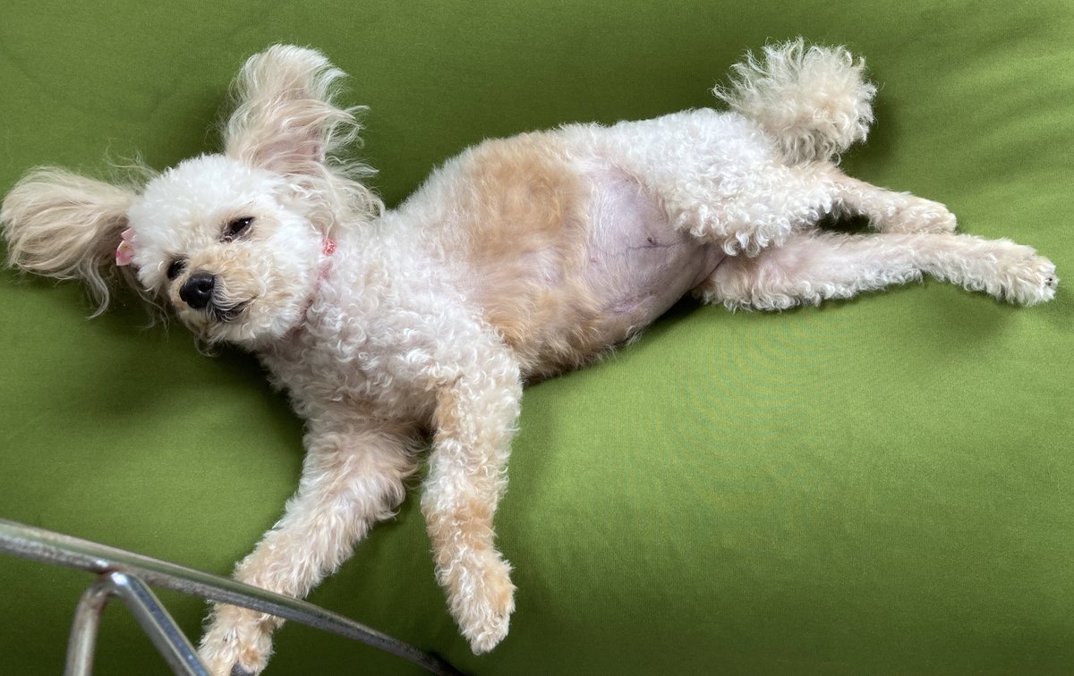 ななママ 三浦家箱推し V Twitter 本日の ナニ見てんのよ 横向きver 眠そう トイプードル トイプードルアプリコット 犬のいる生活 犬のいる暮らし アジソン病 副腎皮質機能低下症