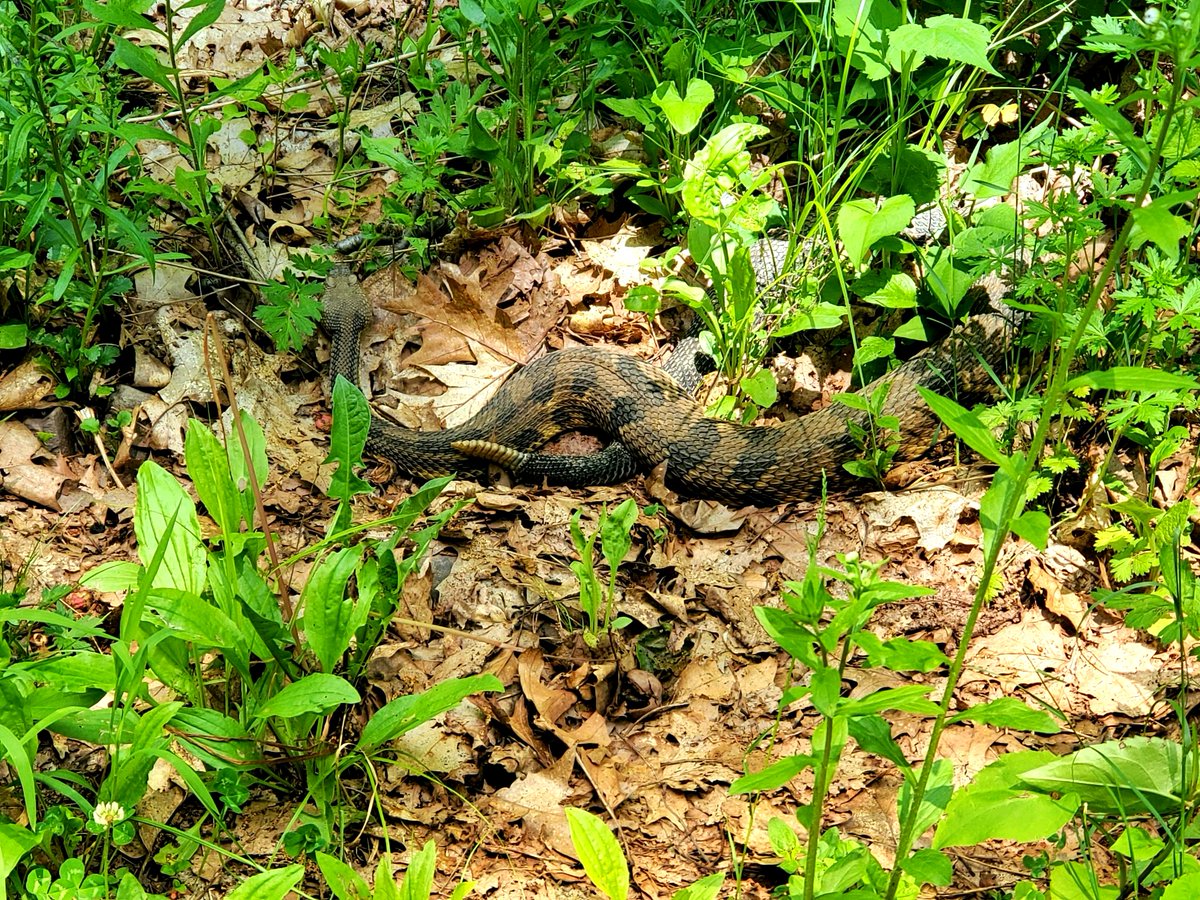 Encountering our wild friends on the trails can be interesting 😎🐍
If you like taking a closer look at wildlife - you'll be sure to love our Secret Ruin Hike in NY 
Hikes going all summer - every weekend 😎  Follow link below to book tickets!
bornwild.rocks/day-trips-2/se…