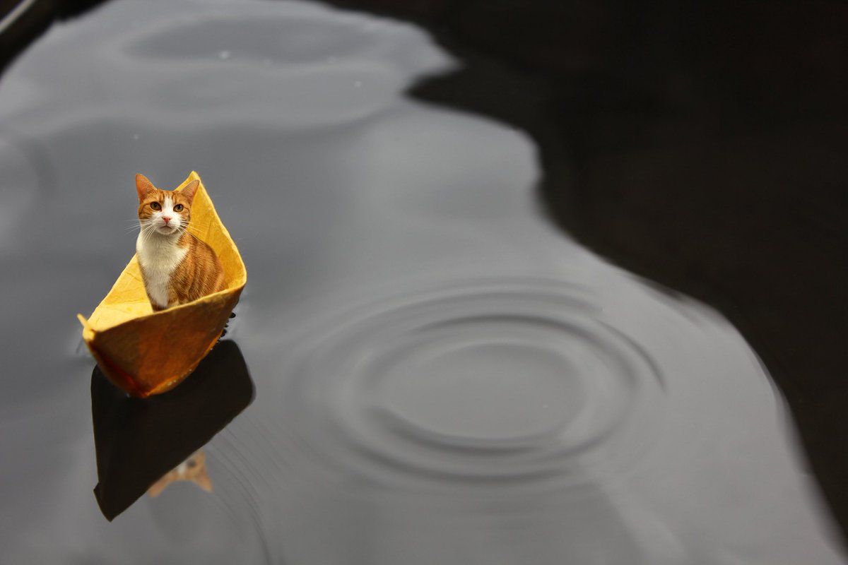 StumpyCatBooks's tweet image. Top of the morning to you George 🧡 When life gives you a rainy day, play in the puddles 💕😻 and don’t worry as I’ve got you covered my dear friend ☂❤️