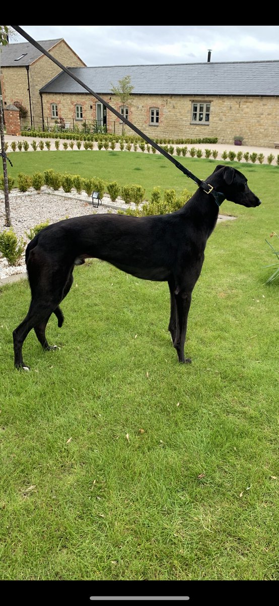 conkers7's tweet photo. ⁦@TowcesterRaces⁩ ⁦@GreyderSales⁩  Notorious King makes his debut in a tough race at Towcester today.
Come home safe https://t.co/2jMj8jYnn3