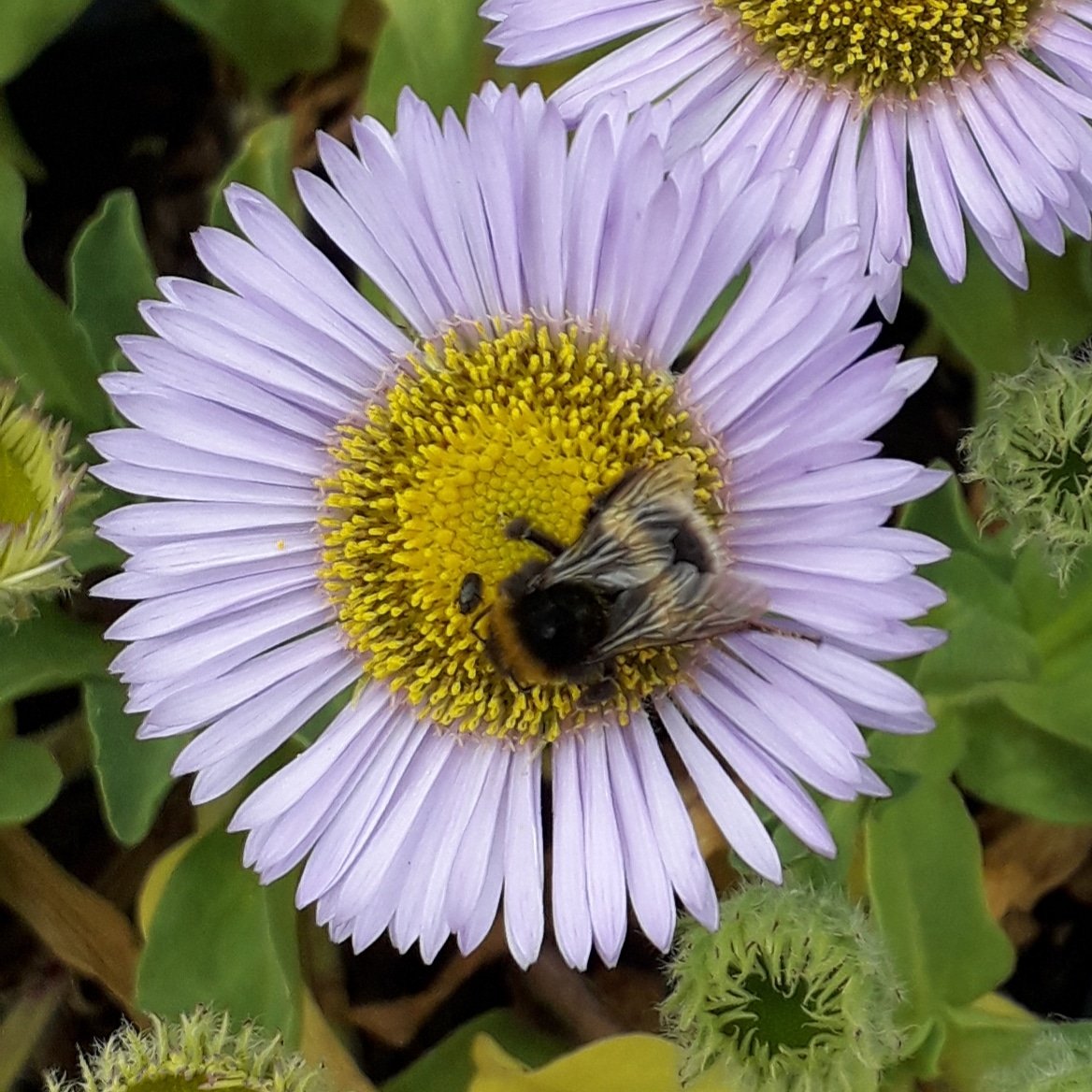 This bee is sampling the delights of Erigeron Sea Breeze. One of the many flowers to tempt him at the nursery.

We are open Tuesday to Saturday 10 til 5pm. Street End Lane, Broad Oak, Heathfield, TN21 8UB