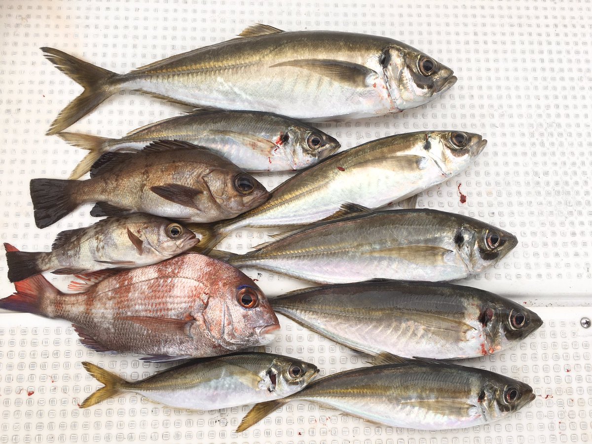 パパポン 昨日は釣り行って料理してたらふく食べて気絶したように寝てました あんまり釣れ無かったけど 大きなアジは41cm 美味かったなぁ 釣り 船釣り アジの姿造り 大アジ 広島湾