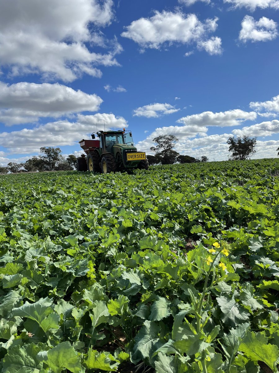 Canola getting another feed