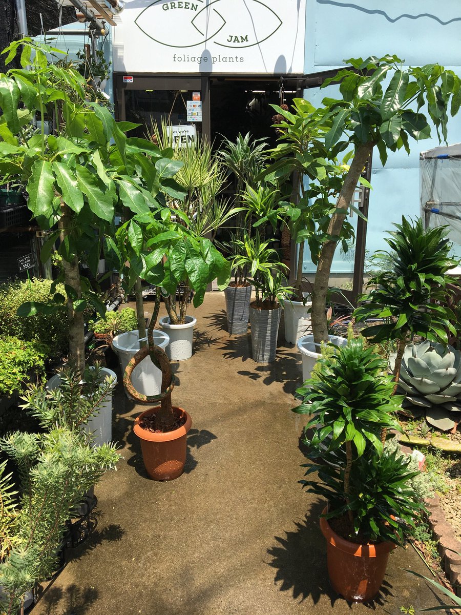 Green Jam على تويتر 本日6 17も10時より営業しております 一昨日植物入荷日だったのですが掲載する時間なかったので本日載せてます 色々と入っております 中でもコンシンネ ホワイボリーは久しぶりの入荷 Greenjam 観葉植物専門店 越谷 T Co