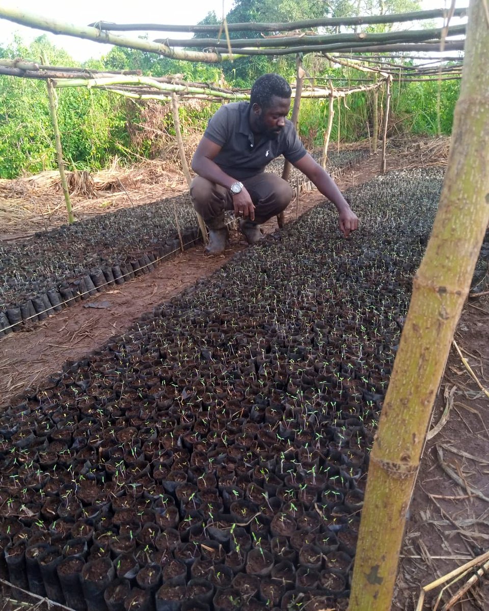 farmgatesug's tweet photo. Good morning from @farmgatesug. Don't forget to wear that mask,sanitize and social distance, cause in the next two or so months,we shall need tomato consumers. #KeepSafeUg #MaskUp https://t.co/HfVQ5cSaAN