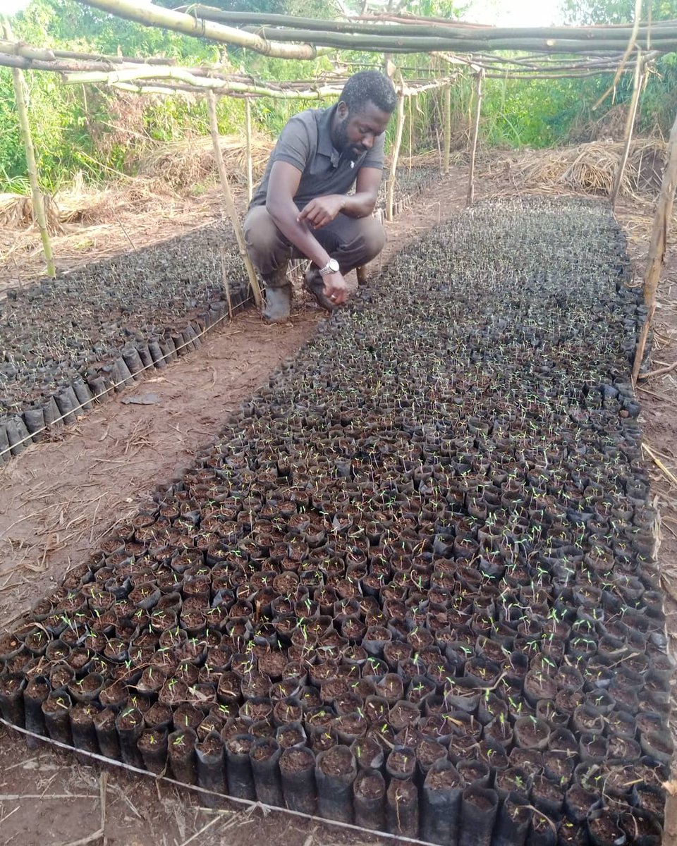 farmgatesug's tweet photo. Good morning from @farmgatesug. Don't forget to wear that mask,sanitize and social distance, cause in the next two or so months,we shall need tomato consumers. #KeepSafeUg #MaskUp https://t.co/HfVQ5cSaAN