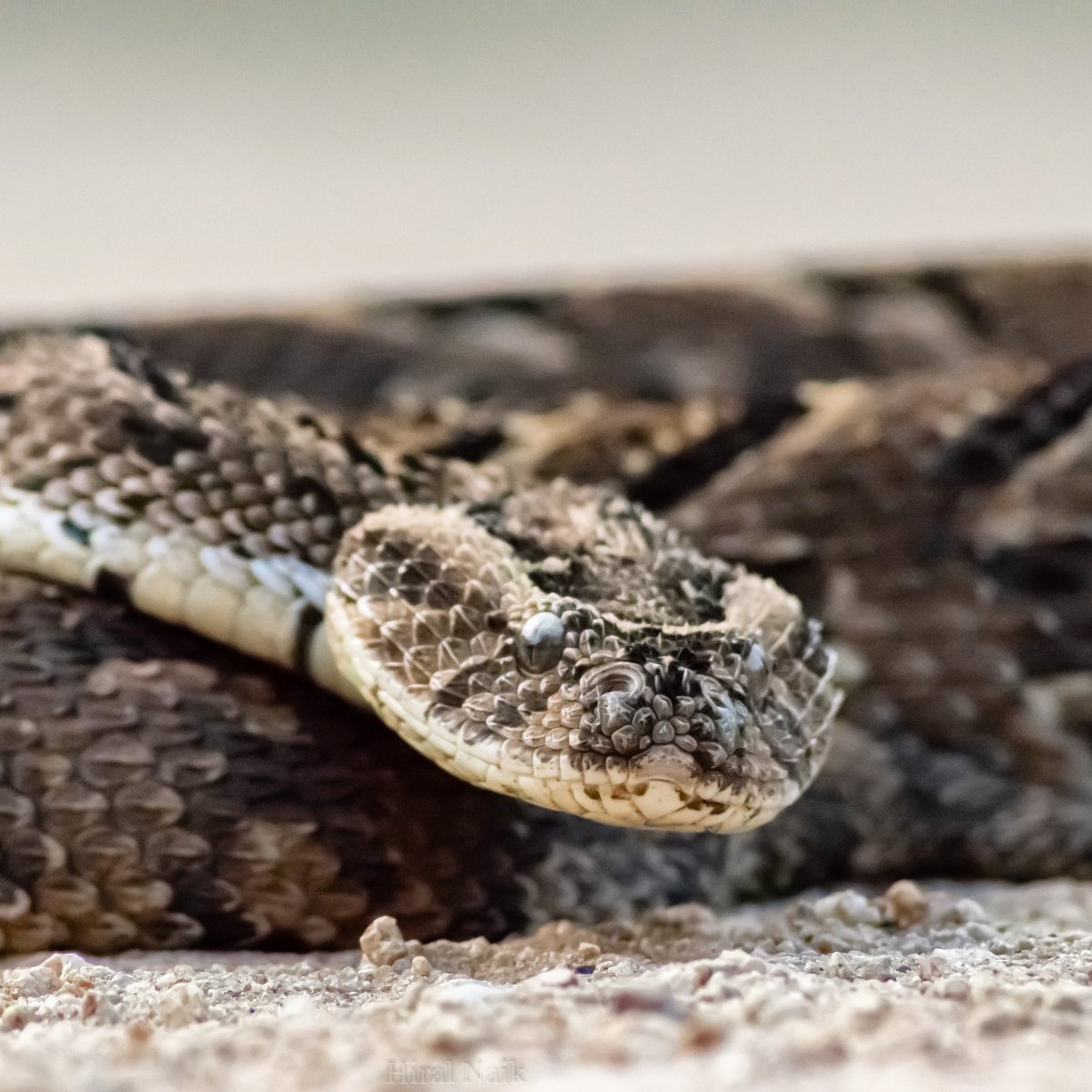 HiralNaik25's tweet image. Why hello, are you speaking to me? I  camnot hear you because I have no external ears but if you move your feet I can hear the vibrations and then I can find you! 
#puffadder #reptiles @africageo