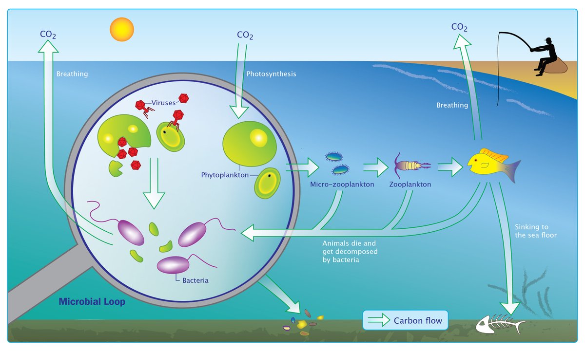 Especially pleased to announce our new paper on viruses in the oceans, for "young minds".  Viruses as "malicious code", the arms race in a drop of water and how these affect global cycles... Thanks <a href="/SaritAvrani/">Sarit Avrani</a> for the fun collaboration!
kids.frontiersin.org/articles/10.33…