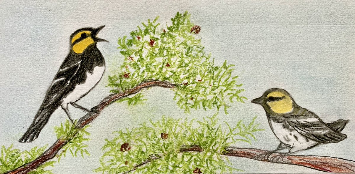 #GoldenCheekedWarbler are an #endangeredspecies that nest exclusively in #Texas. They love to eat insects and spiders found on leaves and bark of trees. They prefer to nest in #ashejuniper and #oakwoodlands in ravines and canyons. #BejatMcCrackenEnvironmentalArtStudios #Nature