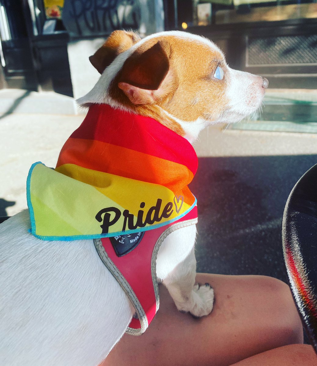 bed hoppers on Twitter "Adorable!…