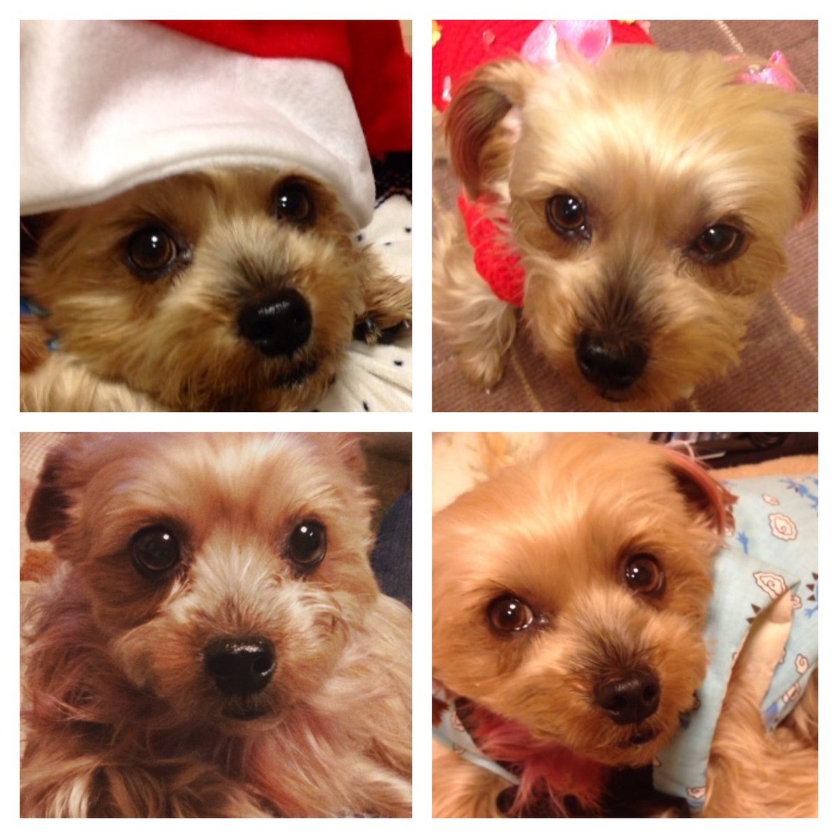 Jun(誤字マイスター) tweet media