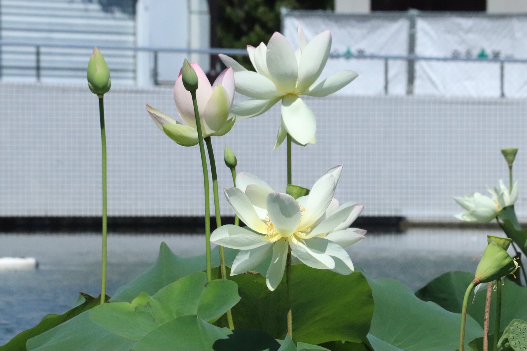 咲くやこの花館 咲くやこの花館 では館の外にある前池にて花蓮 睡蓮 パラグアイオニバスなど 咲くやこの花館の多種多様な花々をお楽しみいただけます ハスやスイレンの違いがわかるリーフレットもパンフレットラックに設置しておりますので ぜひお気軽