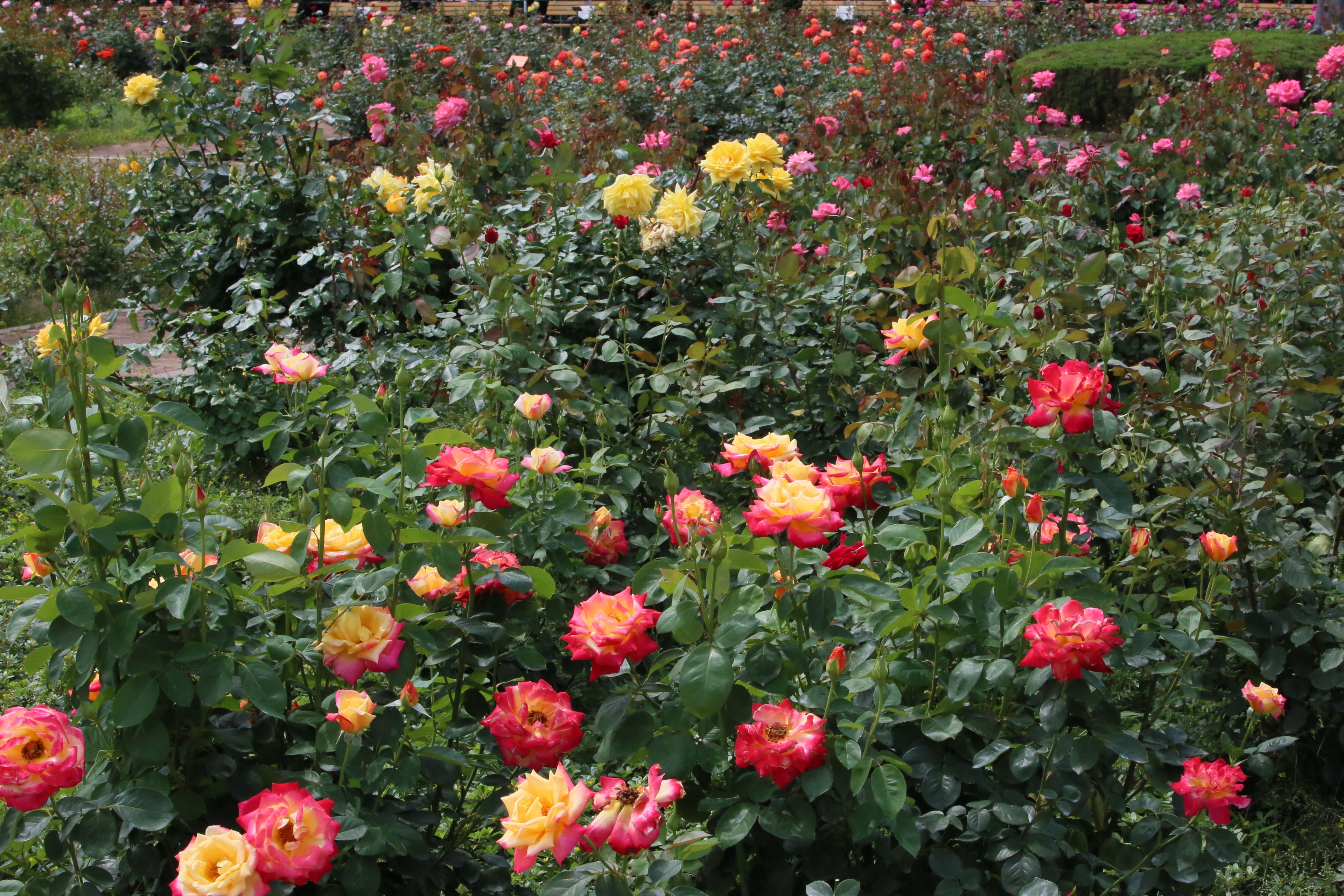 神代植物公園 ニュース スタッフより 広報係 今朝のばら園の様子です 二番花が咲きだして またばら園にバラ の賑わいが戻りつつあります 春バラは７月下旬までご覧いただけます 神代植物公園は 現在事前予約制で開園しております バラ Rose