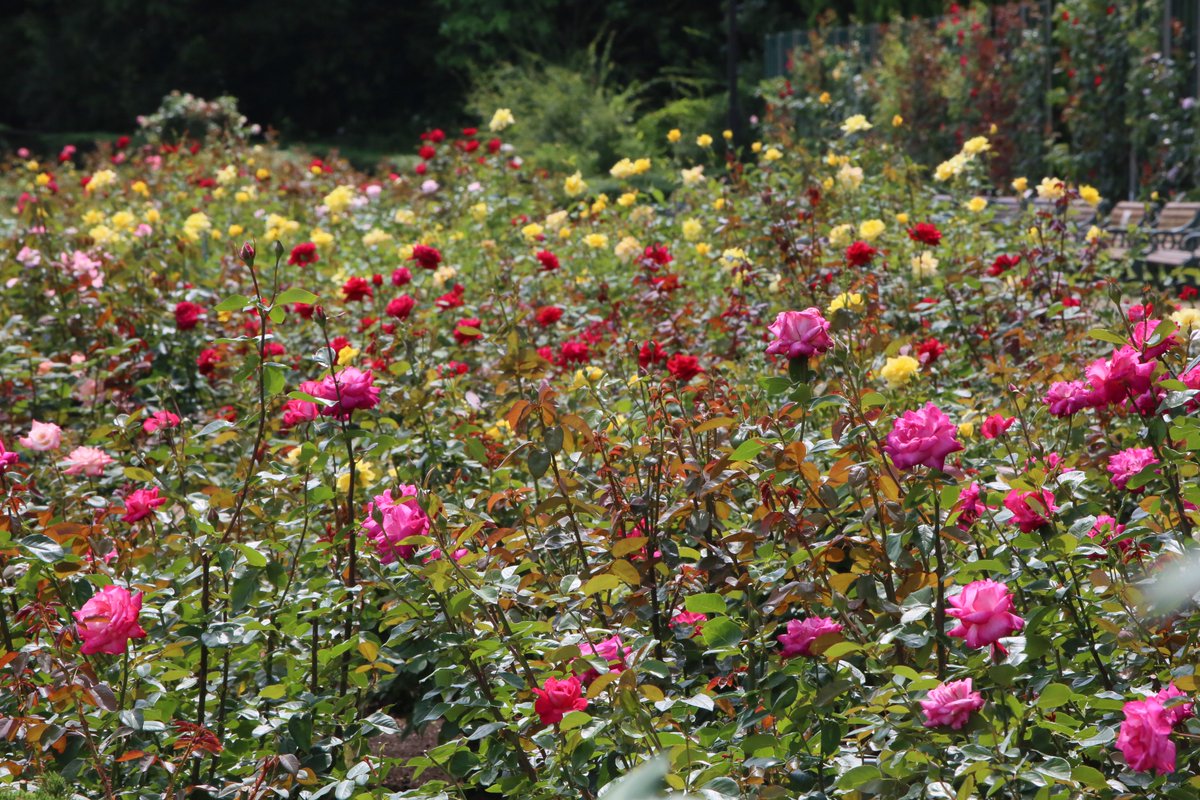 神代植物公園 ニュース スタッフより 広報係 今朝のばら園の様子です 二番花が咲きだして またばら園にバラ の賑わいが戻りつつあります 春バラは7月下旬までご覧いただけます 神代植物公園は 現在事前予約制で開園しております バラ Rose 神代植物公園 ニュース スタッフより 広報係 今朝のばら園の様子です 二番花が咲きだして またばら園にバラ の賑わいが戻りつつあります 春バラは7月下旬までご覧いただけます 神代植物公園は 現在事前予約制で開園しております バラ Rose
